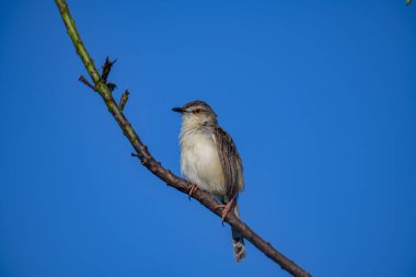 Sade Prinia Açık mavi bir gökyüzüne karşı ince bir dala tünemiş küçük bir kuş, kahverengimsi kanatları, kremsi alt parçaları, ince kuyruğu, turuncu gözü ve keskin gagalı narin pembe bacakları sergiliyor.