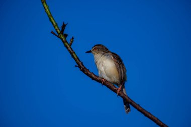Sade Prinia Açık mavi bir gökyüzüne karşı ince bir dala tünemiş küçük bir kuş, kahverengimsi kanatları, kremsi alt parçaları, ince kuyruğu, turuncu gözü ve keskin gagalı narin pembe bacakları sergiliyor.