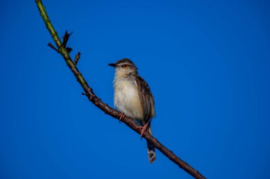 Sade Prinia Açık mavi bir gökyüzüne karşı ince bir dala tünemiş küçük bir kuş, kahverengimsi kanatları, kremsi alt parçaları, ince kuyruğu, turuncu gözü ve keskin gagalı narin pembe bacakları sergiliyor.