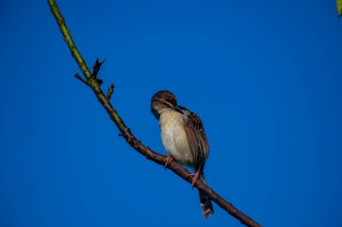 Sade Prinia Açık mavi bir gökyüzüne karşı ince bir dala tünemiş küçük bir kuş, kahverengimsi kanatları, kremsi alt parçaları, ince kuyruğu, turuncu gözü ve keskin gagalı narin pembe bacakları sergiliyor.
