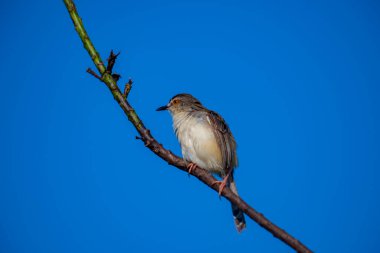 Sade Prinia Açık mavi bir gökyüzüne karşı ince bir dala tünemiş küçük bir kuş, kahverengimsi kanatları, kremsi alt parçaları, ince kuyruğu, turuncu gözü ve keskin gagalı narin pembe bacakları sergiliyor.