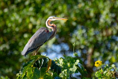 Görkemli bir Mor balıkçıl, yemyeşil yaprakların üzerine tünemiş, uzun boynu, keskin sarı gagası, çarpıcı kestanesi ve gri tüyleri ve bulanık doğal yeşil arka planına karşı delici sarı gözleri sergiliyor..