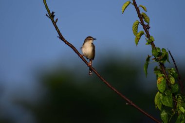 Plain Prinia, düz kahverengi gövdeli, beyaz tenli ve uzun kuyruklu, küçük, ince bir ötleğendir. Kuyruğunu bir aşağı bir yukarı sallamasıyla bilinir..