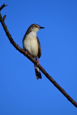 Plain Prinia, düz kahverengi gövdeli, beyaz tenli ve uzun kuyruklu, küçük, ince bir ötleğendir. Kuyruğunu bir aşağı bir yukarı sallamasıyla bilinir..