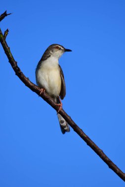 Plain Prinia, düz kahverengi gövdeli, beyaz tenli ve uzun kuyruklu, küçük, ince bir ötleğendir. Kuyruğunu bir aşağı bir yukarı sallamasıyla bilinir..
