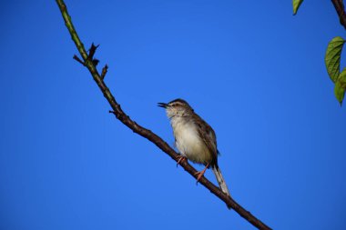 Plain Prinia, düz kahverengi gövdeli, beyaz tenli ve uzun kuyruklu, küçük, ince bir ötleğendir. Kuyruğunu bir aşağı bir yukarı sallamasıyla bilinir..