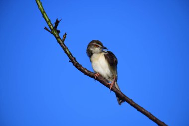 Plain Prinia, düz kahverengi gövdeli, beyaz tenli ve uzun kuyruklu, küçük, ince bir ötleğendir. Kuyruğunu bir aşağı bir yukarı sallamasıyla bilinir..