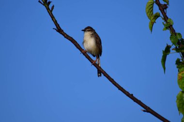 Plain Prinia, düz kahverengi gövdeli, beyaz tenli ve uzun kuyruklu, küçük, ince bir ötleğendir. Kuyruğunu bir aşağı bir yukarı sallamasıyla bilinir..