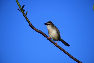 Plain Prinia, düz kahverengi gövdeli, beyaz tenli ve uzun kuyruklu, küçük, ince bir ötleğendir. Kuyruğunu bir aşağı bir yukarı sallamasıyla bilinir..