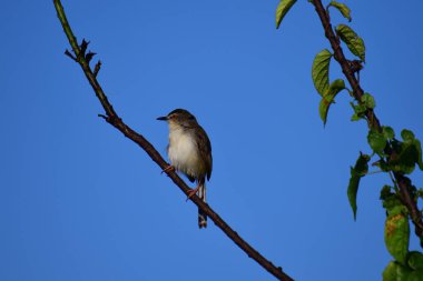 Plain Prinia, düz kahverengi gövdeli, beyaz tenli ve uzun kuyruklu, küçük, ince bir ötleğendir. Kuyruğunu bir aşağı bir yukarı sallamasıyla bilinir..