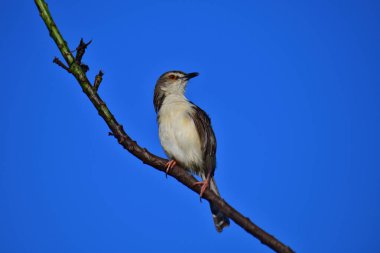 Plain Prinia, düz kahverengi gövdeli, beyaz tenli ve uzun kuyruklu, küçük, ince bir ötleğendir. Kuyruğunu bir aşağı bir yukarı sallamasıyla bilinir..