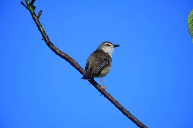 Plain Prinia, düz kahverengi gövdeli, beyaz tenli ve uzun kuyruklu, küçük, ince bir ötleğendir. Kuyruğunu bir aşağı bir yukarı sallamasıyla bilinir..
