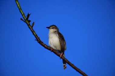 Plain Prinia, düz kahverengi gövdeli, beyaz tenli ve uzun kuyruklu, küçük, ince bir ötleğendir. Kuyruğunu bir aşağı bir yukarı sallamasıyla bilinir..