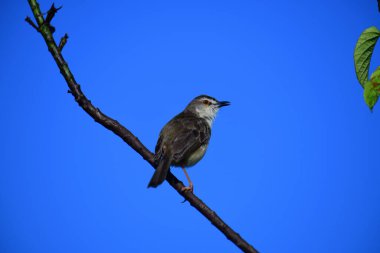 Plain Prinia, düz kahverengi gövdeli, beyaz tenli ve uzun kuyruklu, küçük, ince bir ötleğendir. Kuyruğunu bir aşağı bir yukarı sallamasıyla bilinir..