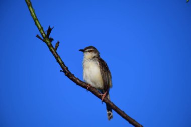 Plain Prinia, düz kahverengi gövdeli, beyaz tenli ve uzun kuyruklu, küçük, ince bir ötleğendir. Kuyruğunu bir aşağı bir yukarı sallamasıyla bilinir..