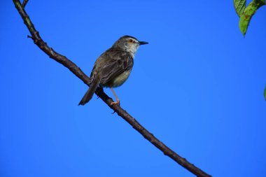 Plain Prinia, düz kahverengi gövdeli, beyaz tenli ve uzun kuyruklu, küçük, ince bir ötleğendir. Kuyruğunu bir aşağı bir yukarı sallamasıyla bilinir..
