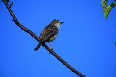 Plain Prinia, düz kahverengi gövdeli, beyaz tenli ve uzun kuyruklu, küçük, ince bir ötleğendir. Kuyruğunu bir aşağı bir yukarı sallamasıyla bilinir..
