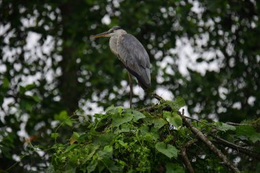 Uzun turuncu gagalı güzel gri balıkçıl bir dalın üzerinde duruyor, tüyleri gri ve mavinin yumuşak bir karışımı. Arka plan yeşil ve beyaz bir bokeh..