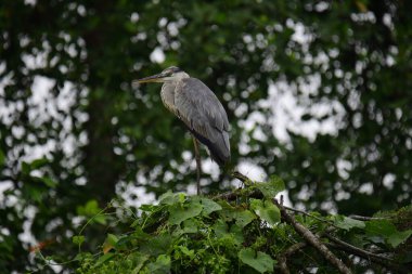 Uzun turuncu gagalı güzel gri balıkçıl bir dalın üzerinde duruyor, tüyleri gri ve mavinin yumuşak bir karışımı. Arka plan yeşil ve beyaz bir bokeh..