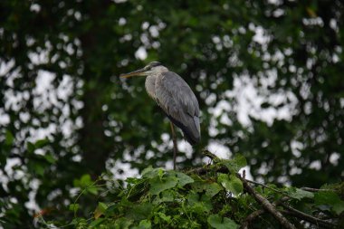 Uzun turuncu gagalı güzel gri balıkçıl bir dalın üzerinde duruyor, tüyleri gri ve mavinin yumuşak bir karışımı. Arka plan yeşil ve beyaz bir bokeh..