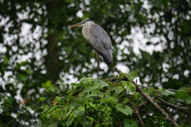 Uzun turuncu gagalı güzel gri balıkçıl bir dalın üzerinde duruyor, tüyleri gri ve mavinin yumuşak bir karışımı. Arka plan yeşil ve beyaz bir bokeh..