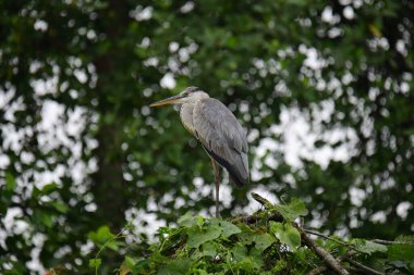 Uzun turuncu gagalı güzel gri balıkçıl bir dalın üzerinde duruyor, tüyleri gri ve mavinin yumuşak bir karışımı. Arka plan yeşil ve beyaz bir bokeh..