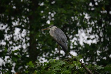 Uzun turuncu gagalı güzel gri balıkçıl bir dalın üzerinde duruyor, tüyleri gri ve mavinin yumuşak bir karışımı. Arka plan yeşil ve beyaz bir bokeh..