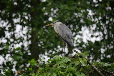 Uzun turuncu gagalı güzel gri balıkçıl bir dalın üzerinde duruyor, tüyleri gri ve mavinin yumuşak bir karışımı. Arka plan yeşil ve beyaz bir bokeh..