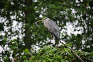 Uzun turuncu gagalı güzel gri balıkçıl bir dalın üzerinde duruyor, tüyleri gri ve mavinin yumuşak bir karışımı. Arka plan yeşil ve beyaz bir bokeh..