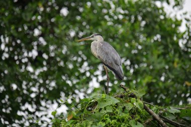 Uzun turuncu gagalı güzel gri balıkçıl bir dalın üzerinde duruyor, tüyleri gri ve mavinin yumuşak bir karışımı. Arka plan yeşil ve beyaz bir bokeh..