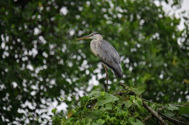 Uzun turuncu gagalı güzel gri balıkçıl bir dalın üzerinde duruyor, tüyleri gri ve mavinin yumuşak bir karışımı. Arka plan yeşil ve beyaz bir bokeh..