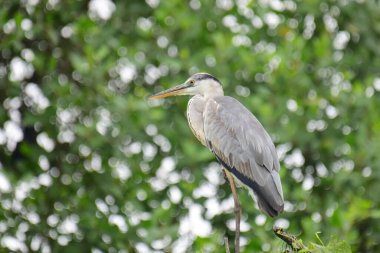 Uzun turuncu gagalı güzel gri balıkçıl bir dalın üzerinde duruyor, tüyleri gri ve mavinin yumuşak bir karışımı. Arka plan yeşil ve beyaz bir bokeh..