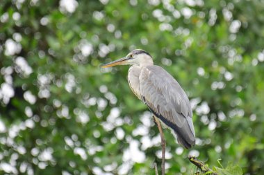 Uzun turuncu gagalı güzel gri balıkçıl bir dalın üzerinde duruyor, tüyleri gri ve mavinin yumuşak bir karışımı. Arka plan yeşil ve beyaz bir bokeh..