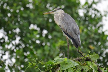 Uzun turuncu gagalı güzel gri balıkçıl bir dalın üzerinde duruyor, tüyleri gri ve mavinin yumuşak bir karışımı. Arka plan yeşil ve beyaz bir bokeh..