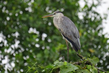 Uzun turuncu gagalı güzel gri balıkçıl bir dalın üzerinde duruyor, tüyleri gri ve mavinin yumuşak bir karışımı. Arka plan yeşil ve beyaz bir bokeh..