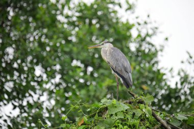 Uzun turuncu gagalı güzel gri balıkçıl bir dalın üzerinde duruyor, tüyleri gri ve mavinin yumuşak bir karışımı. Arka plan yeşil ve beyaz bir bokeh..