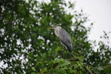 Uzun turuncu gagalı güzel gri balıkçıl bir dalın üzerinde duruyor, tüyleri gri ve mavinin yumuşak bir karışımı. Arka plan yeşil ve beyaz bir bokeh..