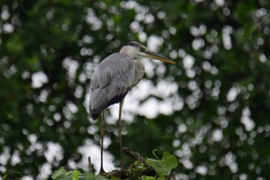 Uzun turuncu gagalı güzel gri balıkçıl bir dalın üzerinde duruyor, tüyleri gri ve mavinin yumuşak bir karışımı. Arka plan yeşil ve beyaz bir bokeh..