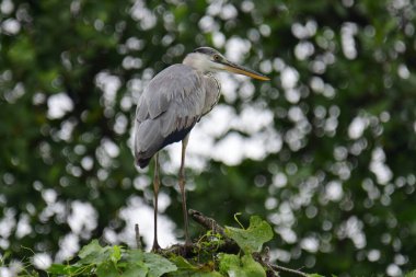 Uzun turuncu gagalı güzel gri balıkçıl bir dalın üzerinde duruyor, tüyleri gri ve mavinin yumuşak bir karışımı. Arka plan yeşil ve beyaz bir bokeh..