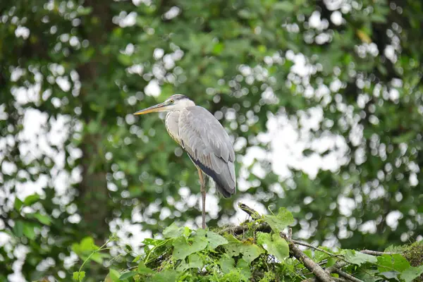 Uzun turuncu gagalı güzel gri balıkçıl bir dalın üzerinde duruyor, tüyleri gri ve mavinin yumuşak bir karışımı. Arka plan yeşil ve beyaz bir bokeh..