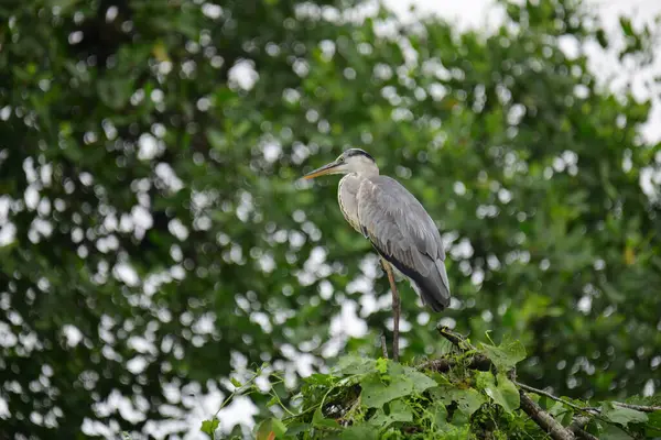 Uzun turuncu gagalı güzel gri balıkçıl bir dalın üzerinde duruyor, tüyleri gri ve mavinin yumuşak bir karışımı. Arka plan yeşil ve beyaz bir bokeh..