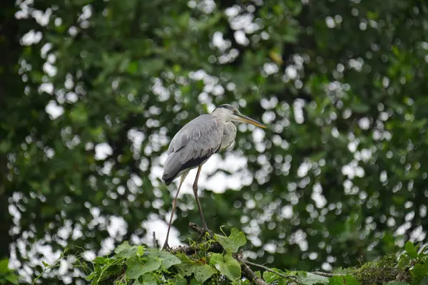 Uzun turuncu gagalı güzel gri balıkçıl bir dalın üzerinde duruyor, tüyleri gri ve mavinin yumuşak bir karışımı. Arka plan yeşil ve beyaz bir bokeh..