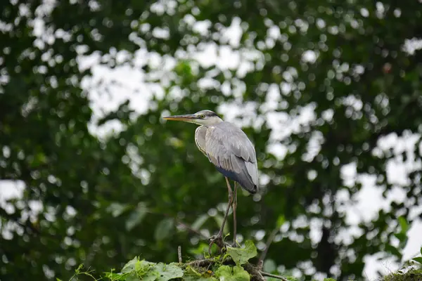 Uzun turuncu gagalı güzel gri balıkçıl bir dalın üzerinde duruyor, tüyleri gri ve mavinin yumuşak bir karışımı. Arka plan yeşil ve beyaz bir bokeh..