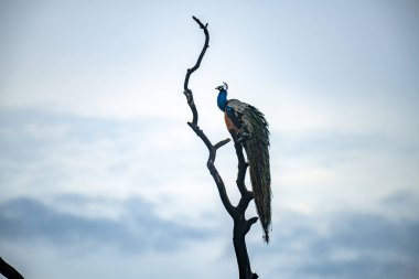 Görkemli bir tavus kuşu çıplak bir ağaç dalına tünemiş, parlak mavi ve yeşil tüyleri yumuşak, bulutlu gökyüzüne karşı güzelce tezat kurarak görkemli varlığını sergiliyor..