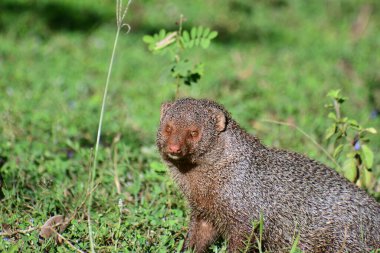 Bu resim, keskin gözlü ve tetikte küçük bir etobur olan ve Sri Lanka ulusal parkındaki çimenli yaşam alanını tipik kırmızı-kahverengi kürklü bir firavun faresini (Urva smithii) yakalar..