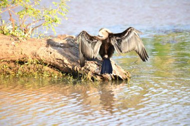 Yılan kuşu olarak da bilinen Afrikalı bir Darter, sualtı avlandıktan sonra su geçirmez olmayan tüylerini kurutmak için uzanan sakin sudaki bir kütüğe tünemiş..