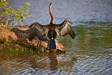 Yılan kuşu olarak da bilinen Afrikalı bir Darter, sualtı avlandıktan sonra su geçirmez olmayan tüylerini kurutmak için uzanan sakin sudaki bir kütüğe tünemiş..