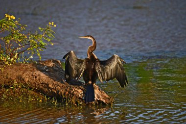 Yılan kuşu olarak da bilinen Afrikalı bir Darter, sualtı avlandıktan sonra su geçirmez olmayan tüylerini kurutmak için uzanan sakin sudaki bir kütüğe tünemiş..