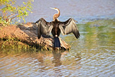 Yılan kuşu olarak da bilinen Afrikalı bir Darter, sualtı avlandıktan sonra su geçirmez olmayan tüylerini kurutmak için uzanan sakin sudaki bir kütüğe tünemiş..