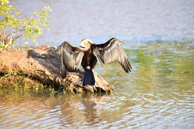 Yılan kuşu olarak da bilinen Afrikalı bir Darter, sualtı avlandıktan sonra su geçirmez olmayan tüylerini kurutmak için uzanan sakin sudaki bir kütüğe tünemiş..